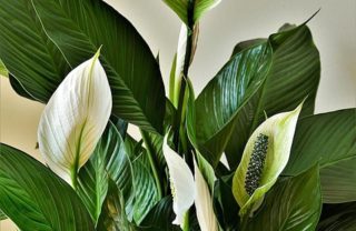 Peace Lily
